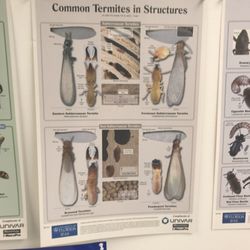Pyramid Exterminators & Wildlife Control - Termites! These are termite swarmers, reproductive, and workers.