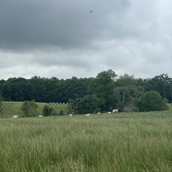 Greenhill Vineyards - Wineries Near Me - Middleburg, Virginia Greenhill Vineyards - Wineries Near Me - Middleburg, Virginia