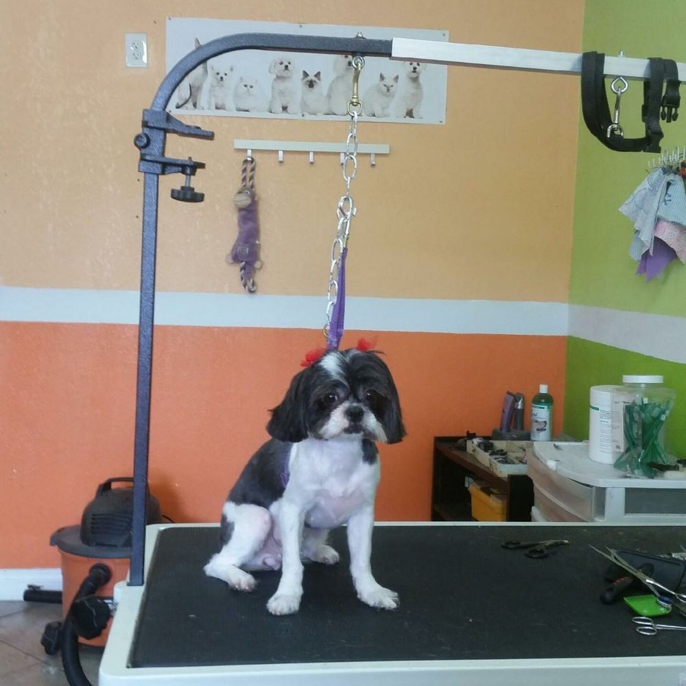 We Groom Pets - Check me out!! Before and After - Pet Groomers Near Me - Downey, California We Groom Pets - Check me out!! Before and After - Pet Groomers Near Me - Downey, California
