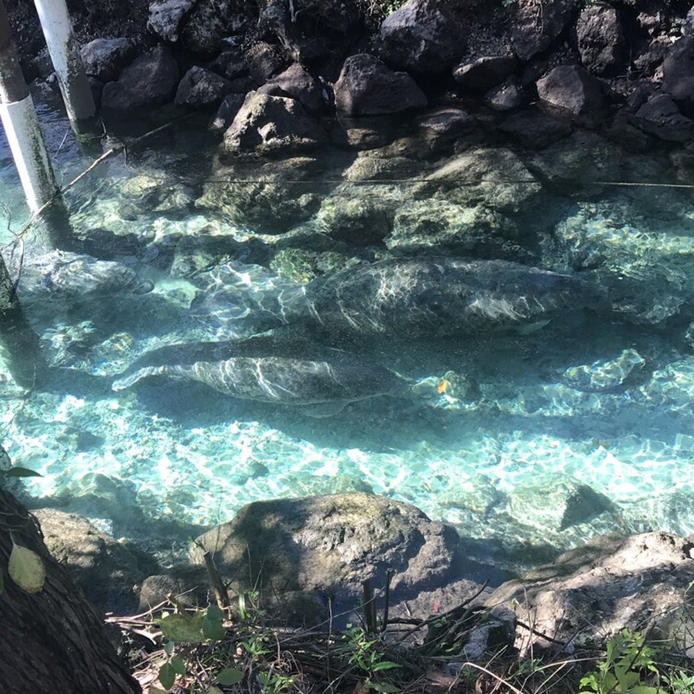 Three Sisters Springs - Tours Near Me - Crystal River, Florida Three Sisters Springs - Tours Near Me - Crystal River, Florida