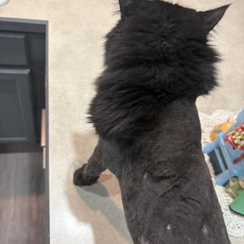 All About Paws - Pet Groomers Near Me - Meridian, Idaho