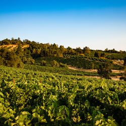Amador Vintner's Association