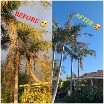 tree service - Palm Tree clean up and other tree/brush clean up! Major difference!!! - Tree Services Near Me tree service - Palm Tree clean up and other tree/brush clean up! Major difference!!! - Tree Services Near Me