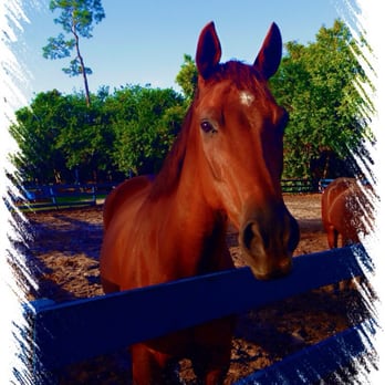 Freedom Riders Academy - How gorgeous is she? - Horseback Riding Near Me - Wellington, Florida Freedom Riders Academy - How gorgeous is she? - Horseback Riding Near Me - Wellington, Florida