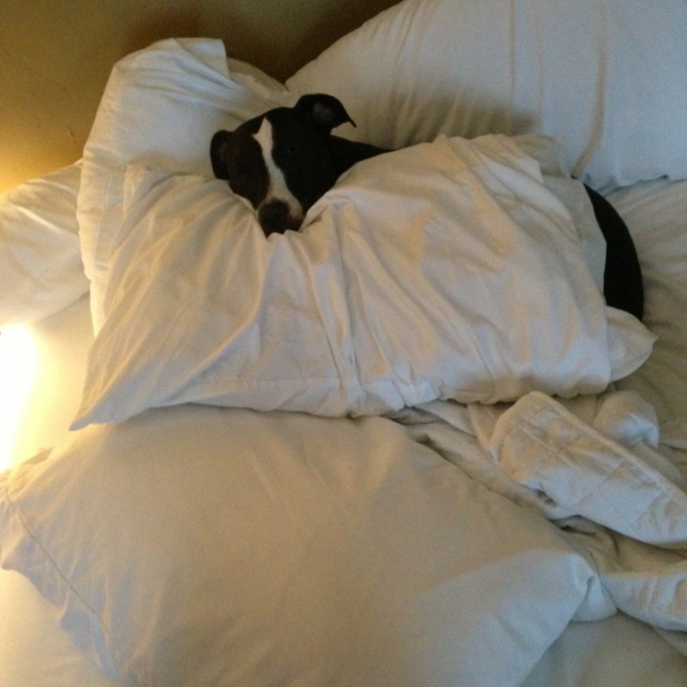 Historic Smithton Inn - Dogs need to be pampered too! Relaxing in the Tailors Cottage - Bed & Breakfast Near Me - Ephrata, Pennsylvania Historic Smithton Inn - Dogs need to be pampered too! Relaxing in the Tailors Cottage - Bed & Breakfast Near Me - Ephrata, Pennsylvania