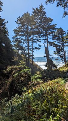 Kalaloch Campground by null