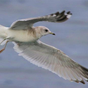 Olympic Beach - Bonaparte's Gull - Beaches Near Me - Edmonds, Washington
