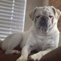 Photo of Blu Sky Pet Sitting
