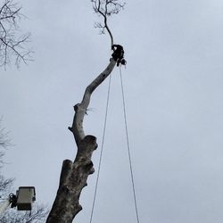 A-Way Tree Experts - The bucket is 70 ft guess how high I was