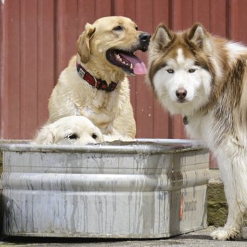 Double Dog Ranch - Pet Boarding Near Me Double Dog Ranch - Pet Boarding Near Me
