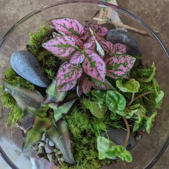 Roosevelt's Terrariums - My finished project. - Nurseries & Gardening Near Me - Portland, Oregon Roosevelt's Terrariums - My finished project. - Nurseries & Gardening Near Me - Portland, Oregon