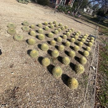 Paul's Desert - Golden barrels - Nurseries & Gardening Near Me - Schertz, Texas Paul's Desert - Golden barrels - Nurseries & Gardening Near Me - Schertz, Texas