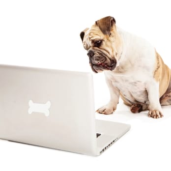 Bulldog PC Repair - Bulldog PC Repair - IT Services & Computer Repair Near Me - Carson City, Nevada Bulldog PC Repair - Bulldog PC Repair - IT Services & Computer Repair Near Me - Carson City, Nevada