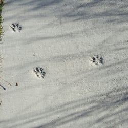 Harrison County Museum Welcome Center - Walking trail has abiut a dozen critter footprints to identify...