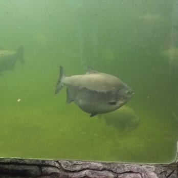 Randers Regnskov - Biiig fish. Snapping jaws during feeding-time made me stand back. - Zoos Near Me - Randers, 82