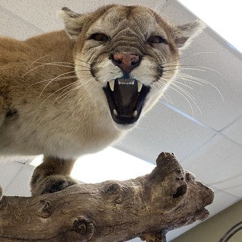 Travis Manning Custom Taxidermy - Taxidermy Near Me - Brookshire, Texas Travis Manning Custom Taxidermy - Taxidermy Near Me - Brookshire, Texas