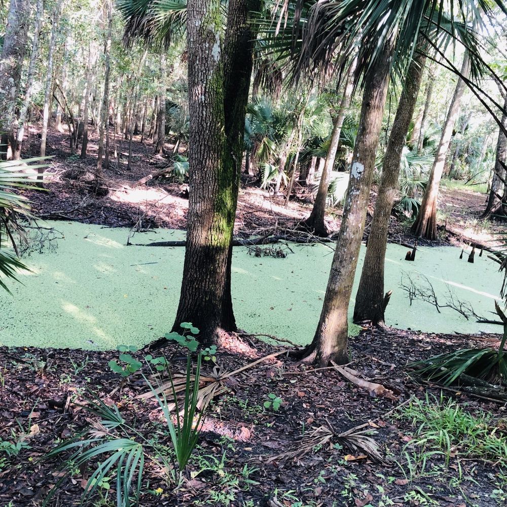 Black Bear Wilderness Area - View from trails - Hiking Near Me - Sanford, Florida
