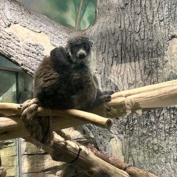 Saint Louis Zoo - Lemurs - Zoos Near Me - St Louis, Missouri Saint Louis Zoo - Lemurs - Zoos Near Me - St Louis, Missouri