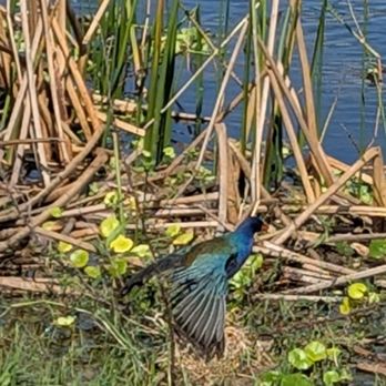 Orlando Wetlands - plummage is stunning - Parks Near Me - Christmas, Florida