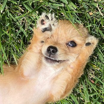 Paw Works - Pet Adoption Near Me - Thousand Oaks, California Paw Works - Pet Adoption Near Me - Thousand Oaks, California
