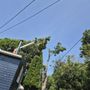 Photo of Greenstreet Tree Care