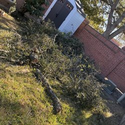 Moises Velasquez - Tree service
