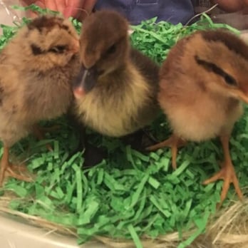 Wes's Pets & Feeds - Our cute chicks and duck - Pet Stores Near Me - El Monte, California Wes's Pets & Feeds - Our cute chicks and duck - Pet Stores Near Me - El Monte, California