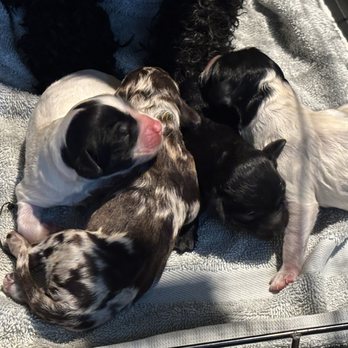 Petco - All the new members. - Pet Stores Near Me - Pflugerville, Texas