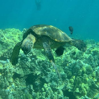 Maui Eco Tours - Honu - Rafting/Kayaking Near Me - Kihei, Hawaii Maui Eco Tours - Honu - Rafting/Kayaking Near Me - Kihei, Hawaii
