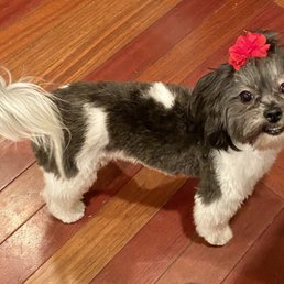 Exactly I requested was fully accommodated! My pup is smiling and looks and smells wonderful! Exactly I requested was fully accommodated! My pup is smiling and looks and smells wonderful!