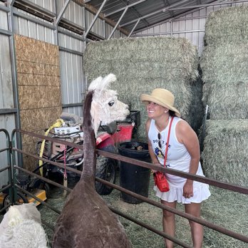 Our Red Barn Ranch - Saying hi to alpacas. - Ranches Near Me - Calhan, Colorado Our Red Barn Ranch - Saying hi to alpacas. - Ranches Near Me - Calhan, Colorado