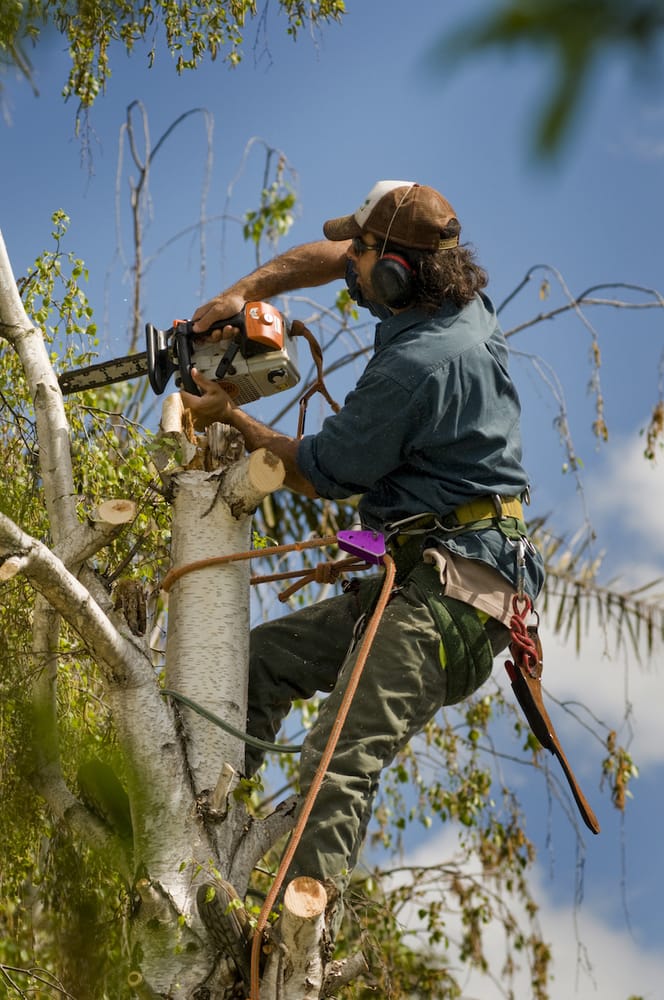 THE SPECIAL BRANCH ARBORIST Updated March 2024 19 Photos