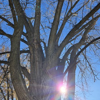 Bluder's Tree Service - Tree Services Near Me - Brookfield, Illinois Bluder's Tree Service - Tree Services Near Me - Brookfield, Illinois