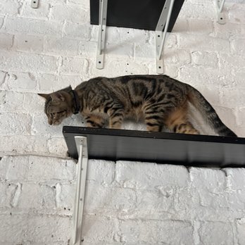 Pounce Cat Cafe - Pet Adoption Near Me - Charleston, South Carolina