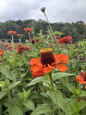 Seed Savers Exchange by null