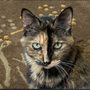 Photo of MN Pets