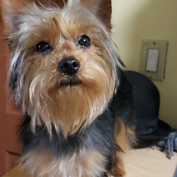 Doggie Styles Pet Grooming - Pet Groomers Near Me - Brooklyn, New York