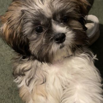 The Puppy Place - Who could ever resist this face? Not me. - Pet Stores Near Me - Jacksonville, North Carolina The Puppy Place - Who could ever resist this face? Not me. - Pet Stores Near Me - Jacksonville, North Carolina