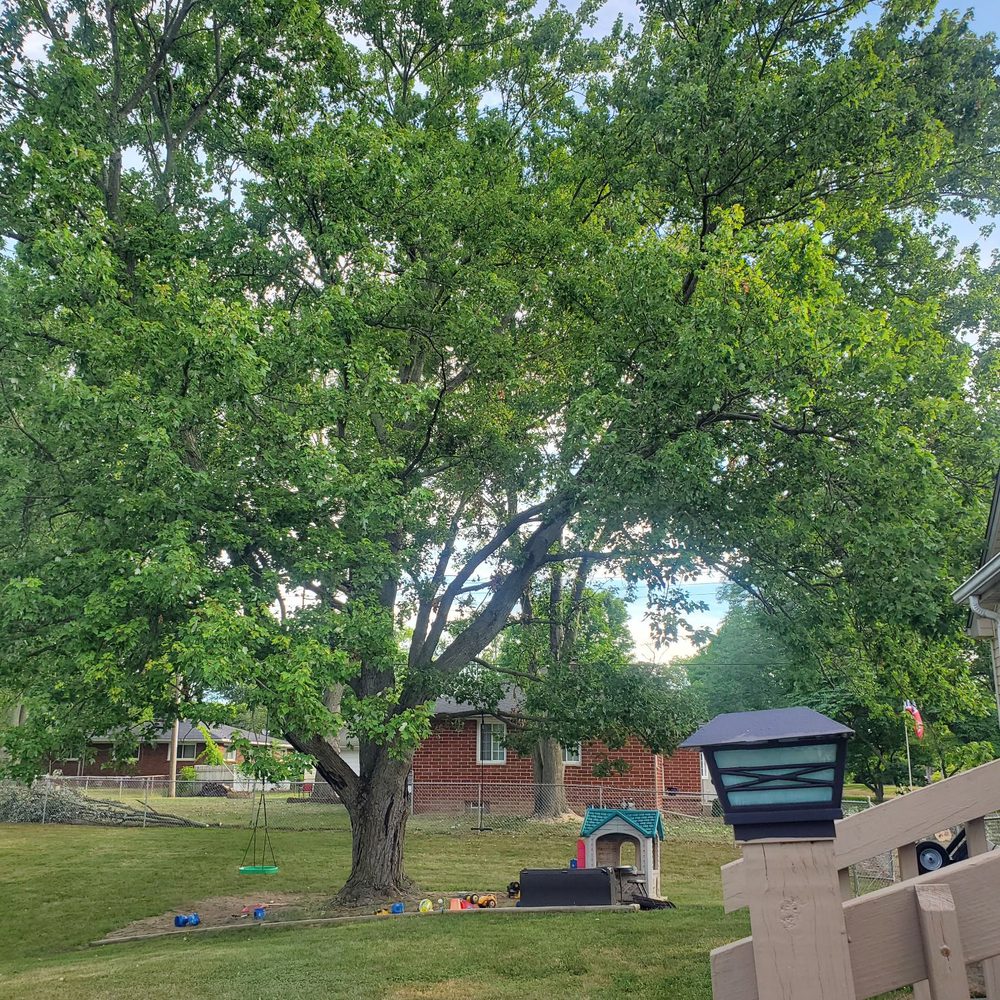 Arrow Tree Service - Before - Tree Services Near Me - Petersburg, Michigan