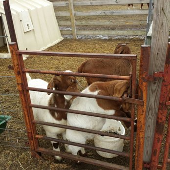 Oakridge Farm - Kids - Farms Near Me - Dousman, Wisconsin Oakridge Farm - Kids - Farms Near Me - Dousman, Wisconsin