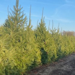 Happy Fresh Cut Christmas Trees