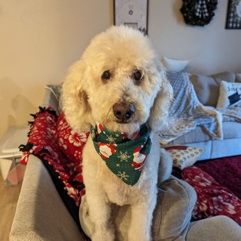 Posh Paws Pet Spa - Tucker says thanks Posh Paws and Merry Christmas. - Pet Groomers Near Me - Ladera Ranch, California Posh Paws Pet Spa - Tucker says thanks Posh Paws and Merry Christmas. - Pet Groomers Near Me - Ladera Ranch, California