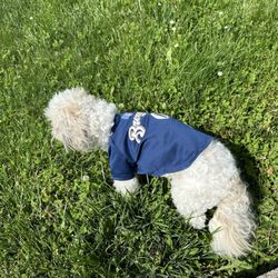 Paws at Peace Pet Cremation - Cooper, 17.5 y/o, 8/5/2007-5/17/2025