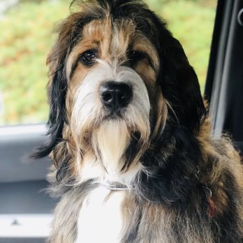 divine dog grooming salon