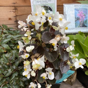 Flowerland - Nurseries & Gardening Near Me - Albany, California Flowerland - Nurseries & Gardening Near Me - Albany, California