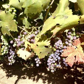 Fiasco - Mmmmm! Zinfandel grapes! - Wineries Near Me - Jacksonville, Oregon Fiasco - Mmmmm! Zinfandel grapes! - Wineries Near Me - Jacksonville, Oregon
