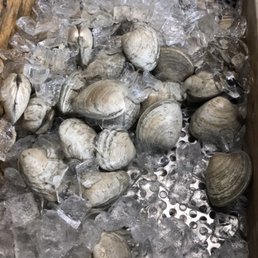 clams clams