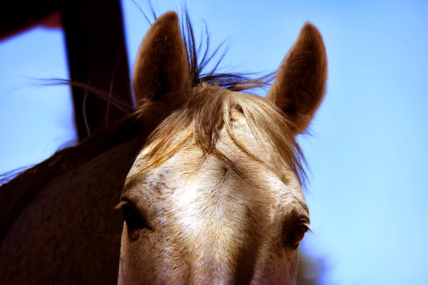 Los Gatos Farms 15 Photos 19 Reviews Horseback Riding Redwood Estates Ca Phone Number Yelp