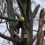 Photo of Arbor South Tree Experts