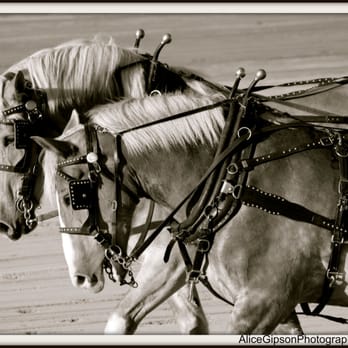 Cowtown Rodeo - Draft Work Horses - Rodeo Near Me - Pilesgrove, New Jersey